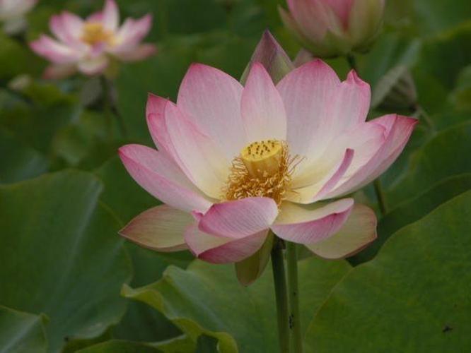 Flower Identification