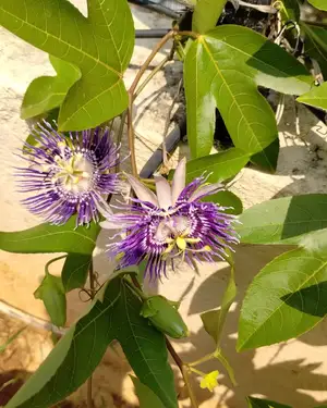 Beautiful flower identification