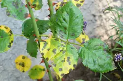 Plant Disease Diagnosis