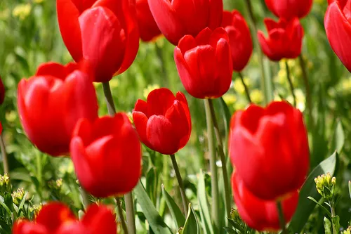 Tulip